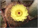 Notocactus apricus 1